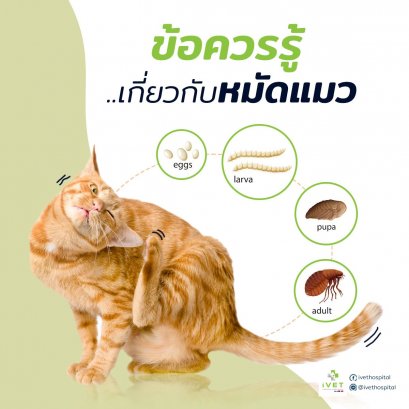 ข้อควรรู้...เกี่ยวกับหมัดแมว